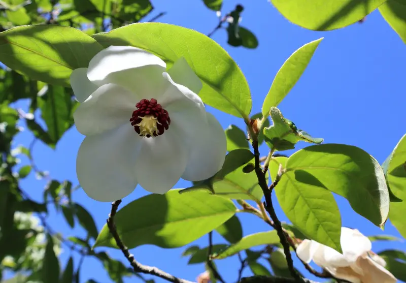Magnolia Tree