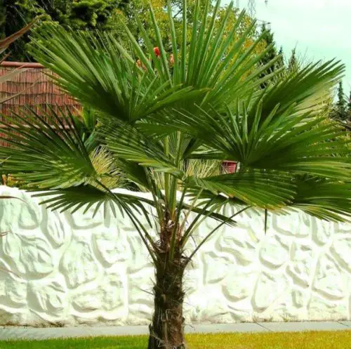 windmill-palm-trachycarpus-fortunei-500x497-1 Windmill Palm (Trachycarpus fortunei)