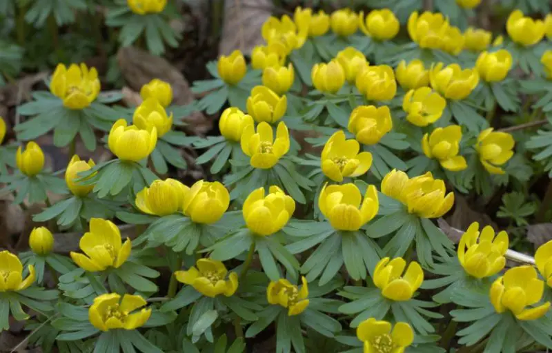 Flowers That Bloom in Spring