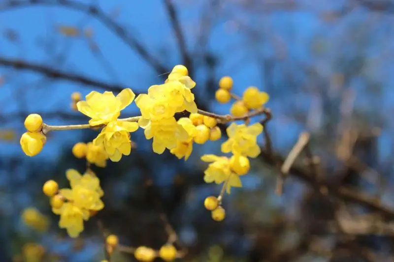 Flowers That Smell Good