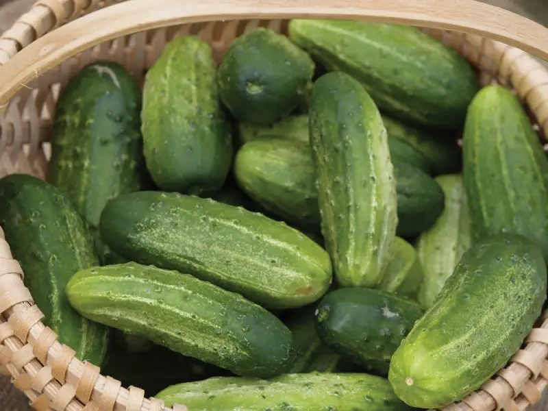 Types of Cucumber Plants