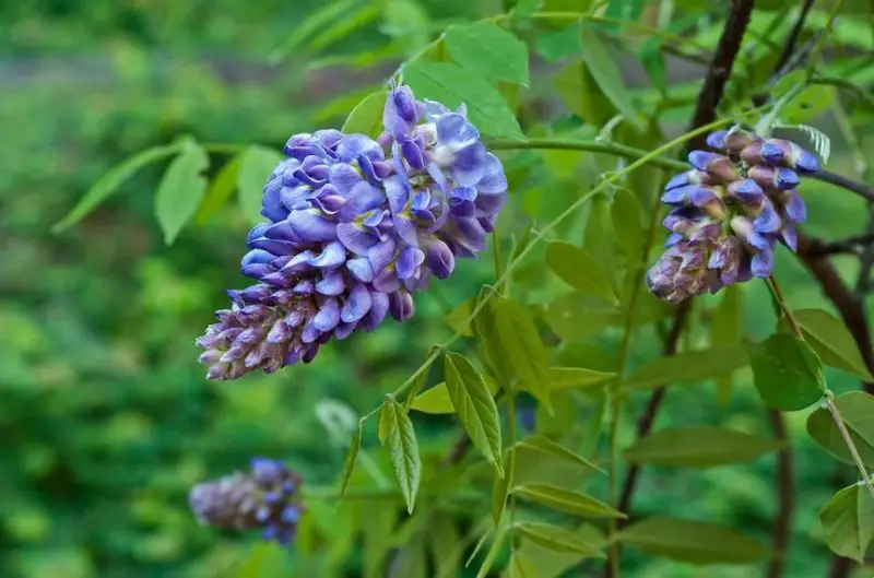 Shrubs with Purple Flowers