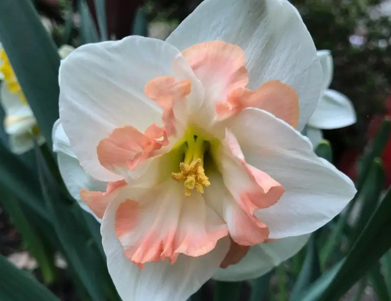 Pink and White Flowers