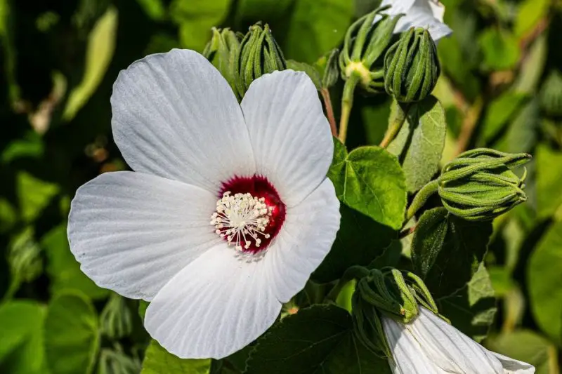 Types of Hibiscus Plants