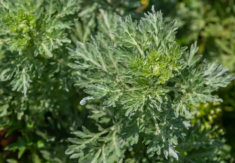 Plants That Repel Mosquitoes