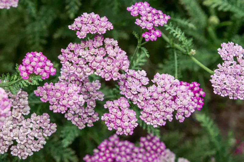 Raspberry Companion Plants