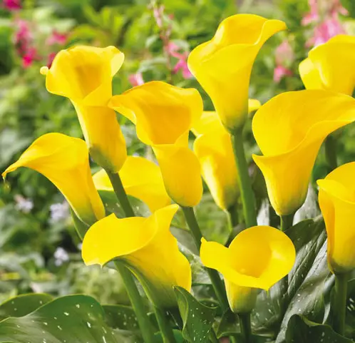 yellow-calla-lily Yellow Calla Lily