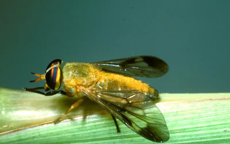 Dangerous Bugs Found in Nevada