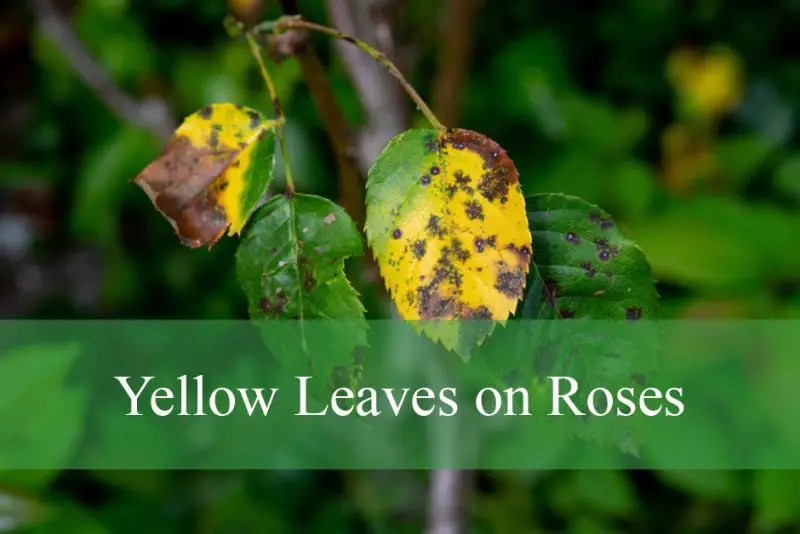 Yellow Leaves on Roses