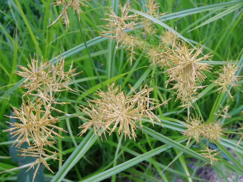 Weeds with Yellow Flowers