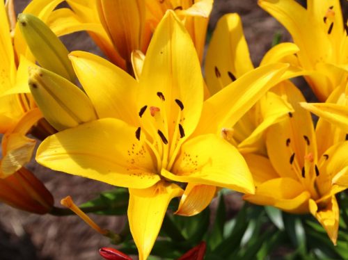 yellow-oriental-lily-500x374-1 Yellow Oriental Lily