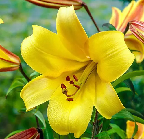 yellow-oriental-trumpet-lily Yellow Oriental Trumpet Lily