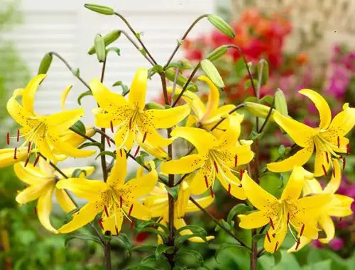 yellow-tiger-lily-500x381-1 Yellow Tiger Lily