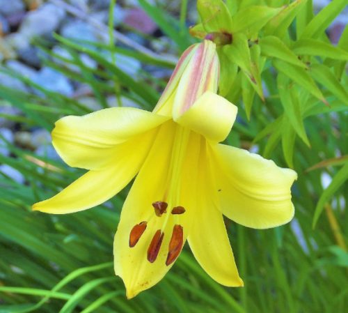 yellow-trumpet-lily-500x449-1 Yellow Trumpet Lily