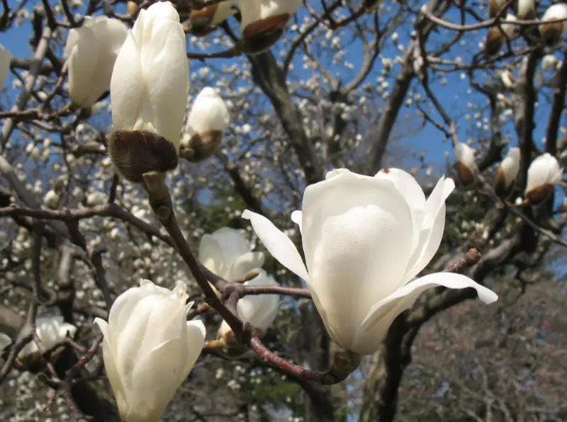 Magnolia Tree