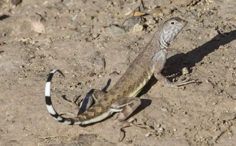 zebra-tailed-lizard-800x497-1 Venomous Lizards in Utah