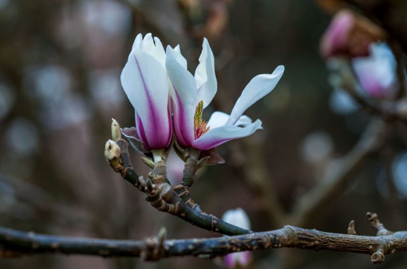 Magnolia Tree