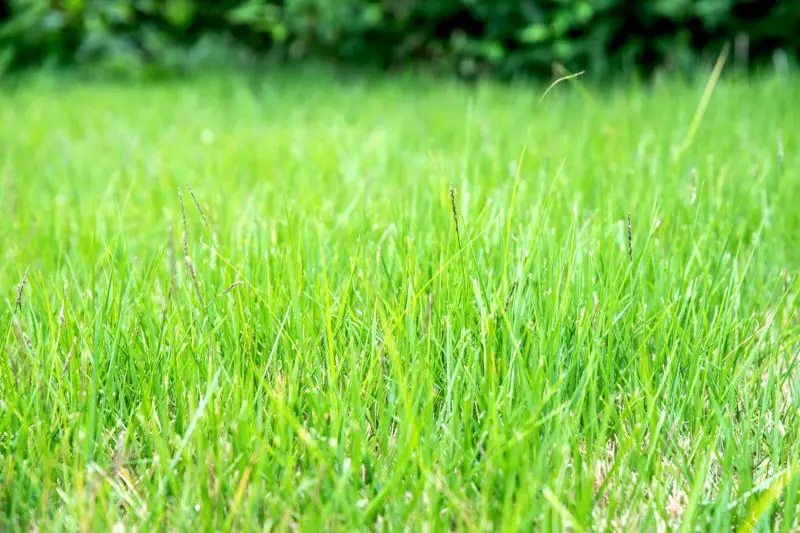 Types of Grass in Texas
