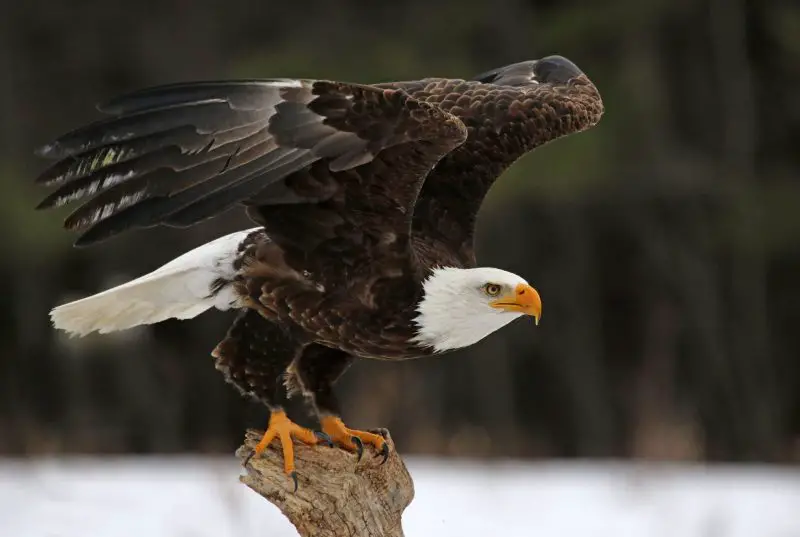 Dangerous Predators in Montana