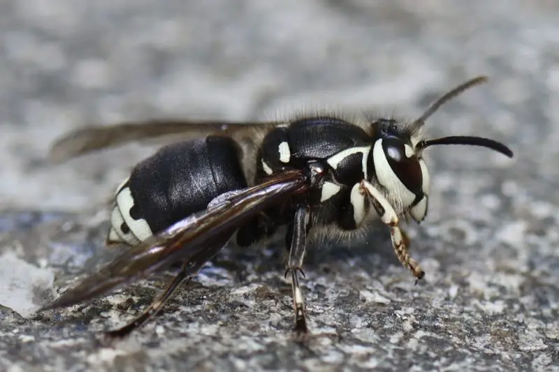 Dangerous Insects in South Carolina
