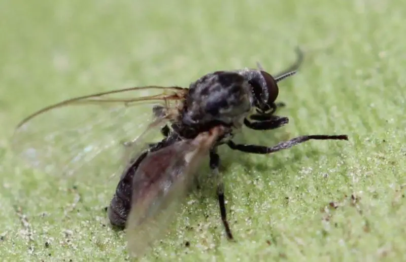 Dangerous Insects in South Carolina
