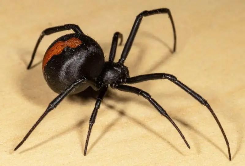 Dangerous Insects in South Carolina