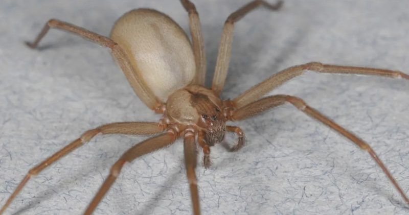 Dangerous Insects in South Carolina