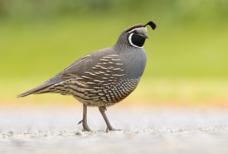 Quail in Oregon