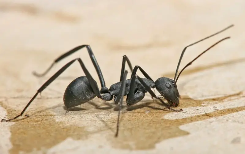 Dangerous Insects in South Carolina