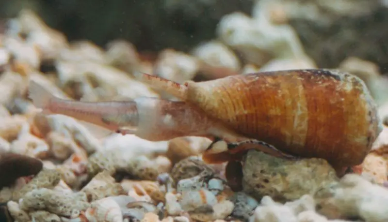 Dangerous Animals in Hawaii