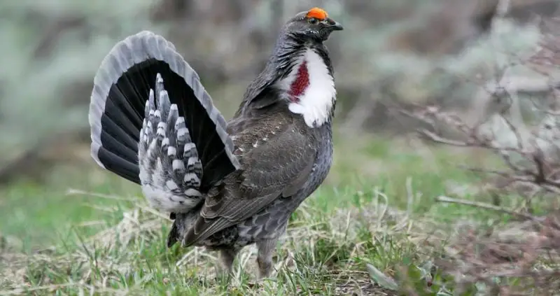 Types of Wild Grouse in Idaho