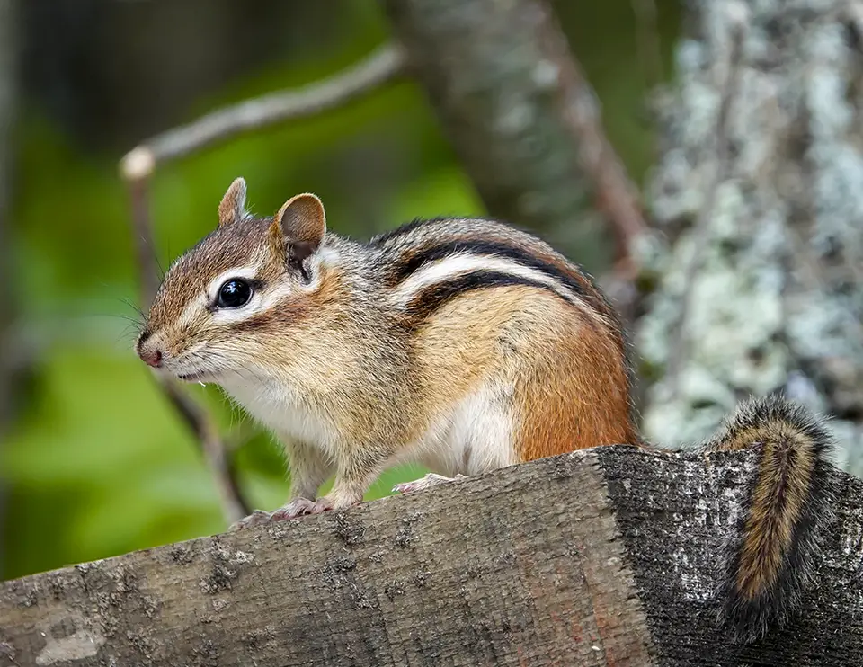 Squirrels in Oklahoma