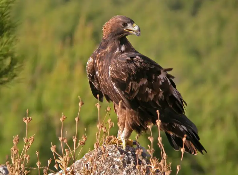 Dangerous Predators in Montana