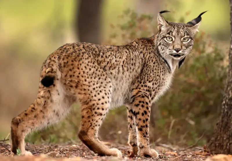 Dangerous Predators in Montana