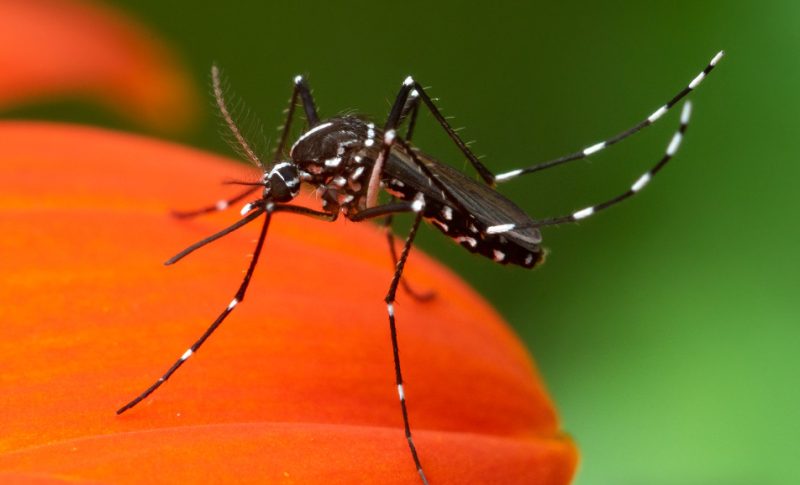 Dangerous Insects in South Carolina
