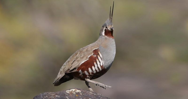 Quail in Oregon