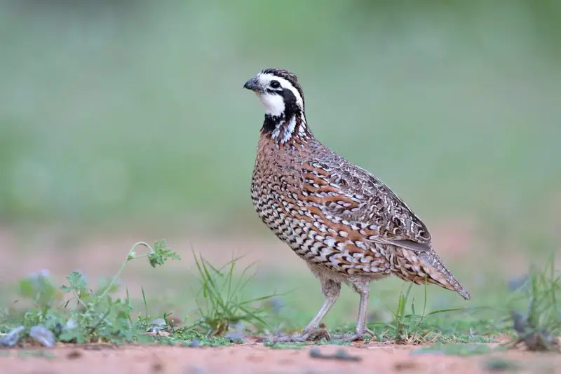 Quail in Oregon