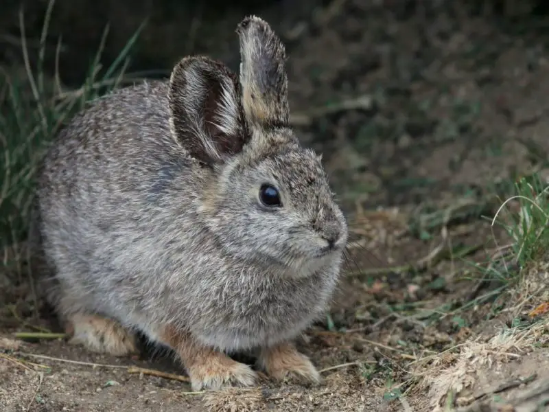 Types of Wild Rabbits in Nevada
