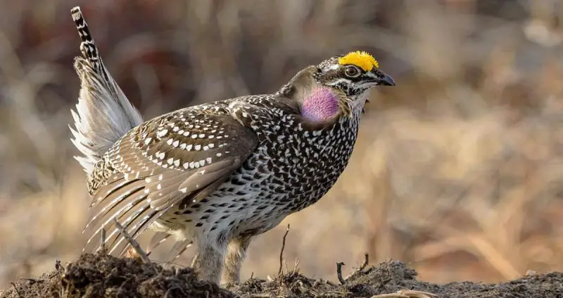 Types of Wild Grouse in Idaho