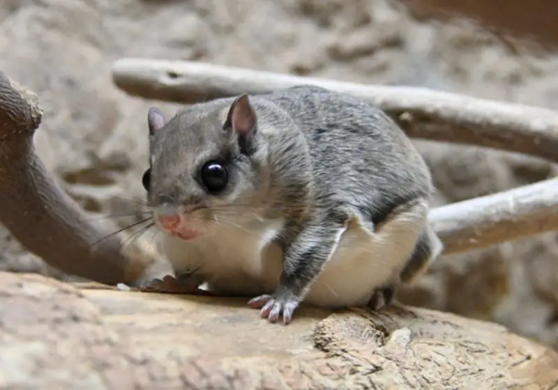 Squirrels in Connecticut