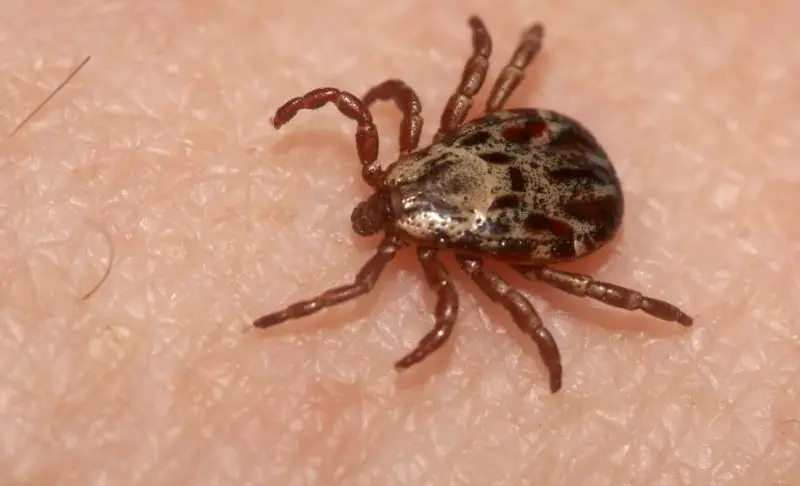 Dangerous Insects in South Carolina