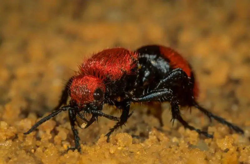 Dangerous Insects in South Carolina