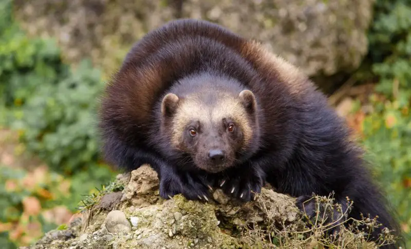 Dangerous Predators in Montana