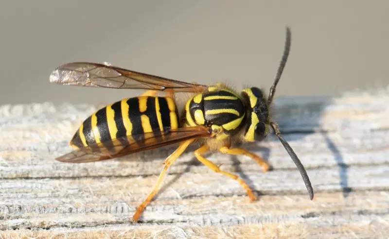 Dangerous Insects in South Carolina