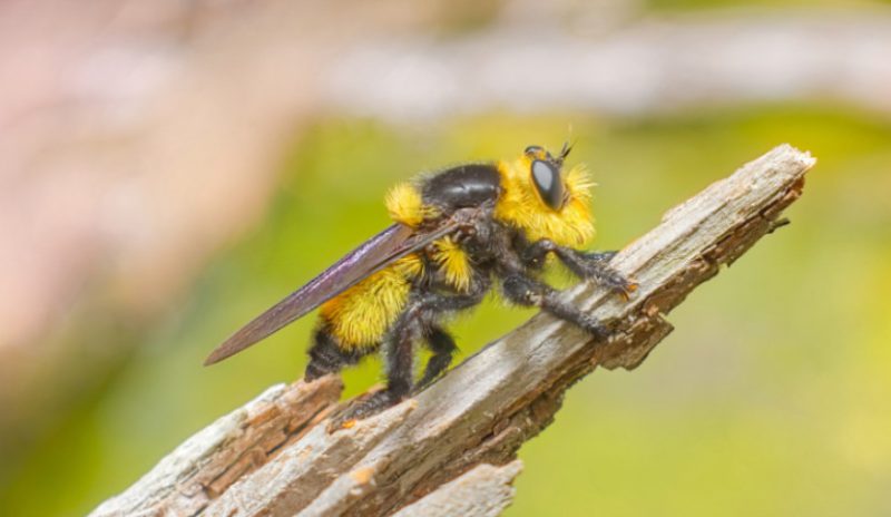 Africanized “Killer” Bees in Arizona