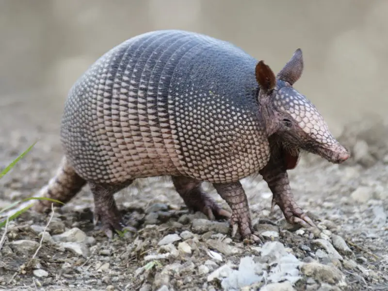 Amazing and Little-Known Traits of Florida Armadillos