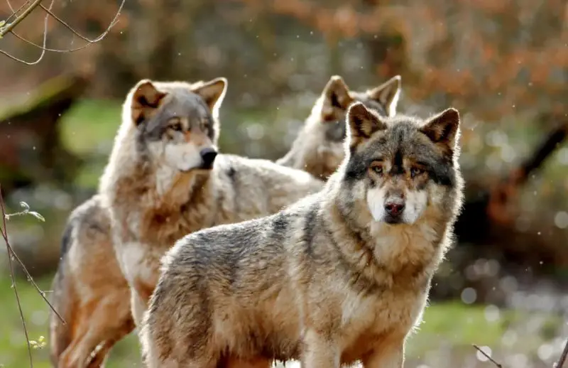 Amazing Teamwork Behavior Found in Colorado Wolves