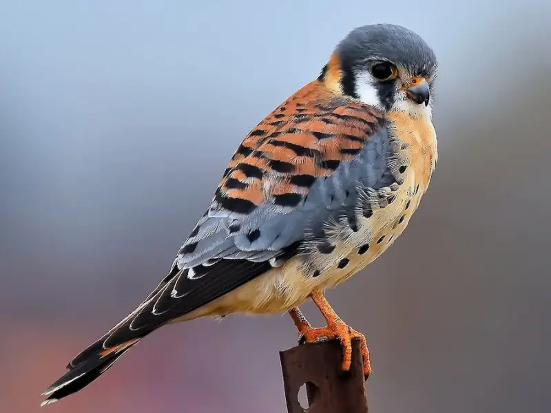 Falcons in Minnesota