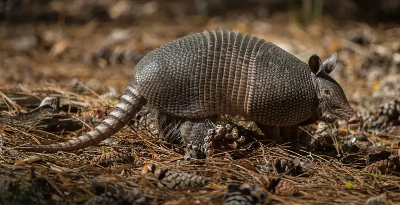 Armadillos in Louisiana