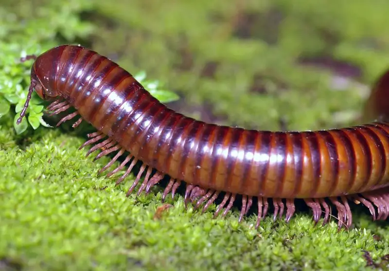 Venomous Millipedes in Florida